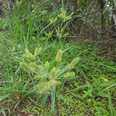Cyperus cyperoides