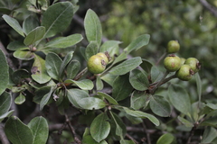 Crataegus germanica