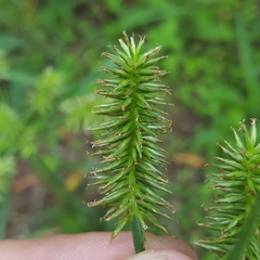 Cyperus cyperoides