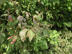 Cornus sanguinea australis