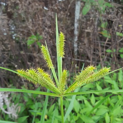 Cyperus cyperoides