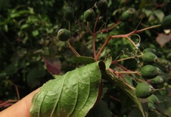 Cornus sanguinea australis