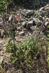 Stachys germanica
