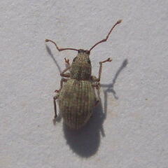 Calomycterus setarius