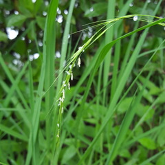 Microlaena stipoides