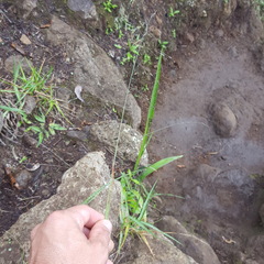 Eragrostis hildebrandtii