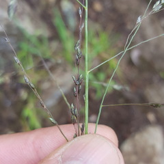 Eragrostis hildebrandtii