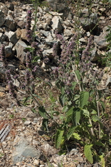 Stachys germanica