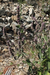 Stachys germanica