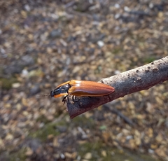 Semiotus luteipennis