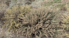 Artemisia barrelieri
