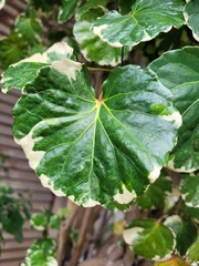 Polyscias guilfoylei