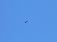 Buteo brachyurus