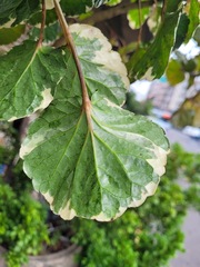 Polyscias guilfoylei