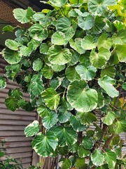 Polyscias guilfoylei