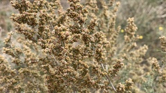 Artemisia barrelieri