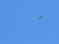 Buteo brachyurus