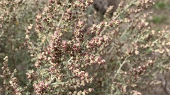 Artemisia barrelieri