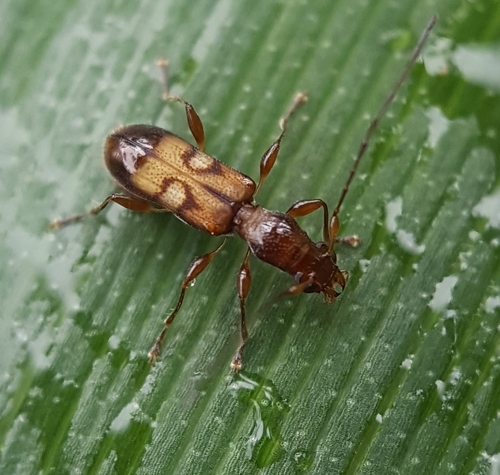 Spathuliger