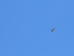 Buteo brachyurus