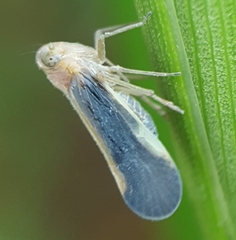 Brixia costalis