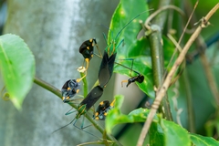 Diactor bilineatus