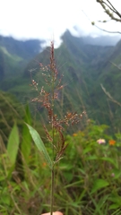 Melinis minutiflora