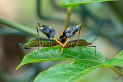 Diactor bilineatus