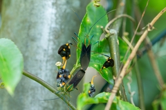 Diactor bilineatus
