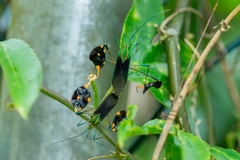 Diactor bilineatus