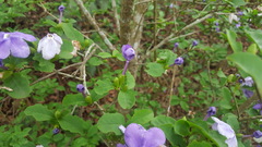 Brunfelsia uniflora