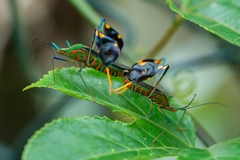 Diactor bilineatus