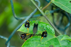 Diactor bilineatus
