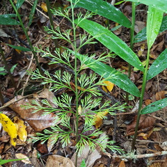 Asplenium viviparum