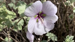 Malva subovata