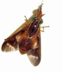 Chrysops brunneus