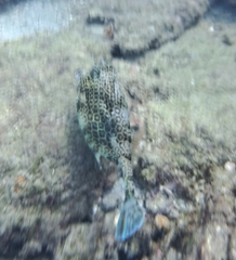 Acanthostracion polygonium