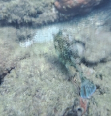 Acanthostracion polygonium