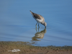 Calidris himantopus