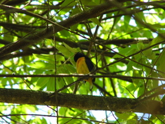 Euphonia violacea
