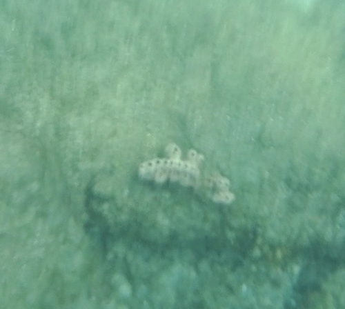 Encrusting Sponge (mixed species)