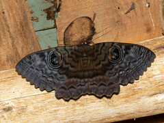 Erebus walkeri