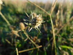 Eryngium coronatum