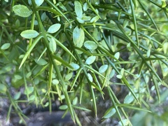 Colletia