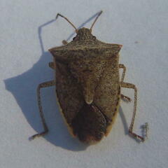 Euschistus variolarius