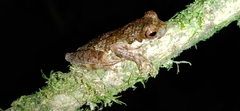 Dendropsophus microps