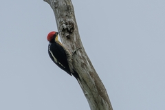 Melanerpes flavifrons