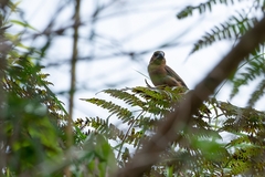 Sporophila angolensis