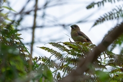 Sporophila angolensis