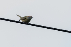 Hylophilus poicilotis